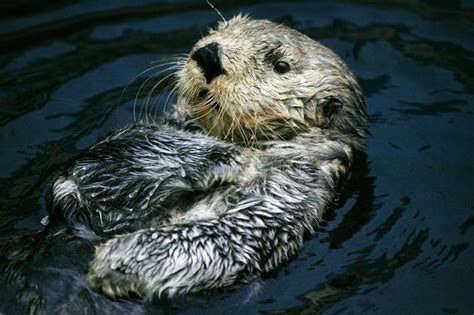 Loutre De Mer Enhydra Lutris Stock Image Image Of Three Quarter