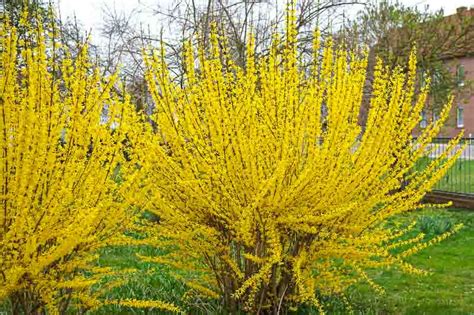 Forsythia X Intermedia Lynwood Variety Border Forsythia