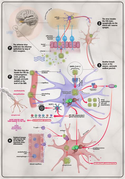 Nrr：sars Cov 2入侵中枢神经系统的直接和间接途径生物新冠肺炎新浪新闻