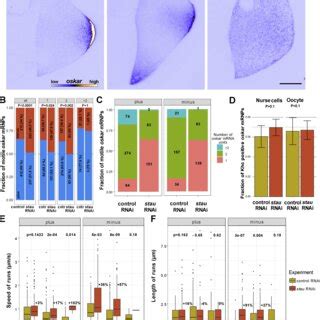 Oskar Mrna Localization And Transport Are Impaired In Stau Mutants