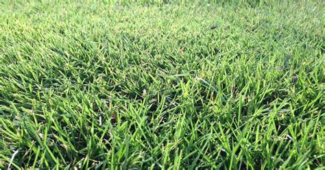 Rhizome Grass: What is it? (and why it's so awesome) - Lawn Chick