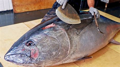 Amazing Skill Pound Giant Bluefin Tuna Cutting Master Luxurious