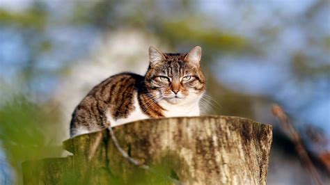 Hessen Vermisste Katze Nach Sieben Jahren Gefunden Nur Kilometer