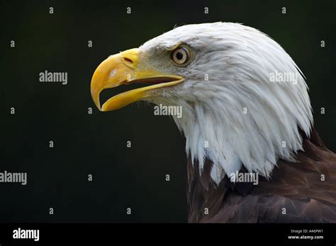American Bald Eagle Portrait Stock Photo Alamy