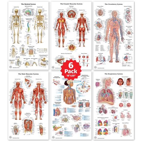 Buy 6 Anatomy Smedical Sskeletal System Female And Male Muscular Systems Respiratory System