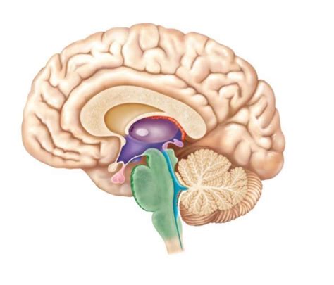 Anatomy Exam 3 Thalamus And Hypothalamus Diagram Quizlet