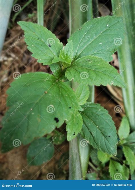 Bandotan Or Wedusan X Ageratum Conyzoides X Is A Type Of