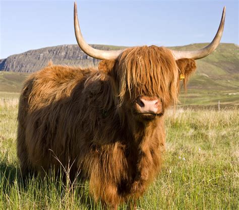 Highland Cattle Interesting Facts And Photographs All Wildlife