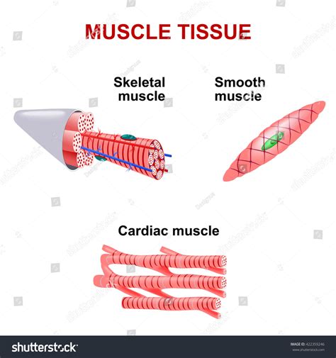 Types Muscle Tissue Stock Vector Royalty Free Shutterstock