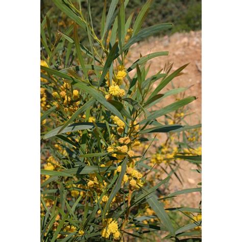 Acacia cyanophylla Lindl. | Anthosart