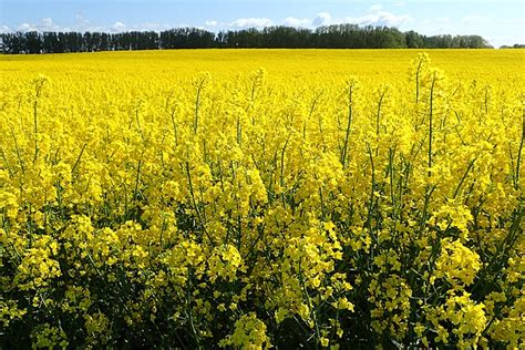 What Are Those Fields Of Yellow Flowers Rapeseed Crops