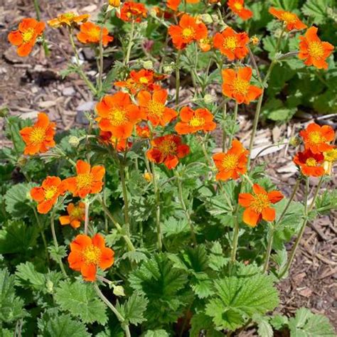 GEUM Coccineum Queen Of Orange Horticulture Dumont