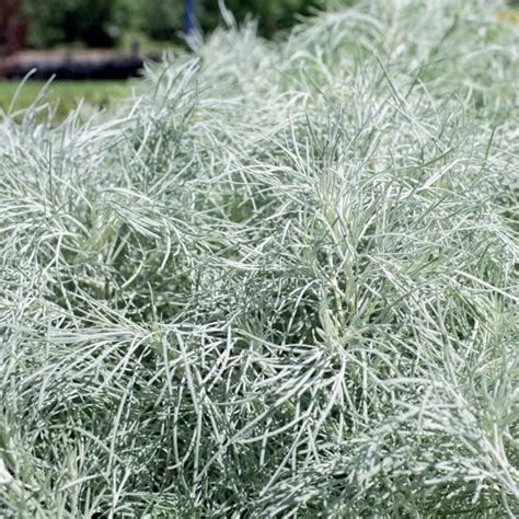 Artemisia Maouiensis Makana Silver Lautrejardin