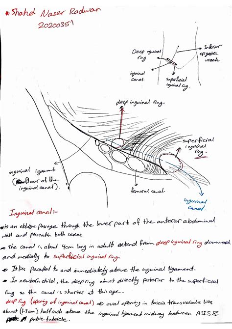 Solution Anatomy Of Abdominal Wall Intercostal Veins And Arteries And