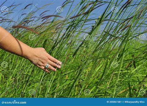 Sweeping Tall Grass In The Windy Day Stock Image Image Of Leaf