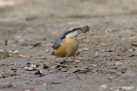 Burung Nuthatch Alam Foto Gratis Di Pixabay Pixabay