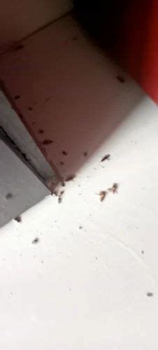 Cockroach Pest Control Services At Rs Sq Ft In Bhopal