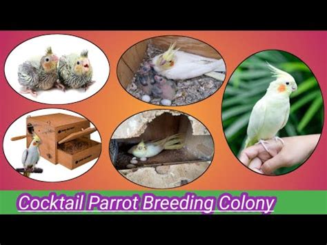 Cocktail Parrot Breeding Colony In Assam Guwahati Youtube