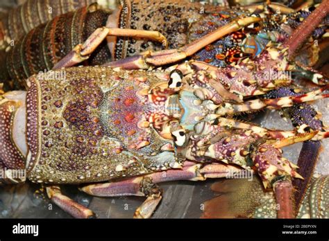 Ornate Rock Lobster Panulirus ornatus For Sale At Hua Hin Night Market, Thailand Stock Photo - Alamy