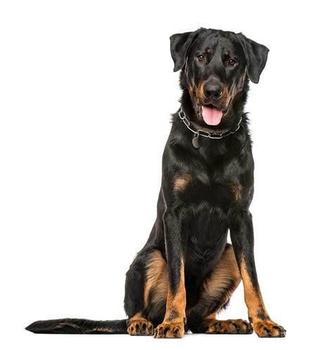 Beauceron - Temperament, Lifespan, Shedding, Puppy