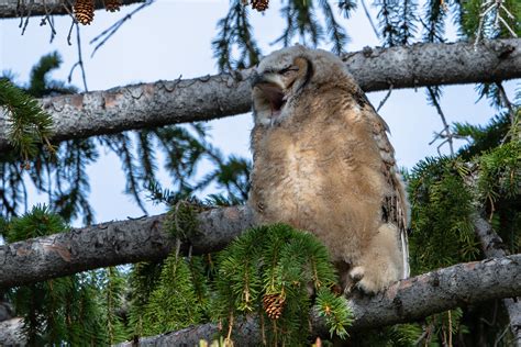 It S Been A Hard Day S Night Great Horned Owl Owlet Flickr