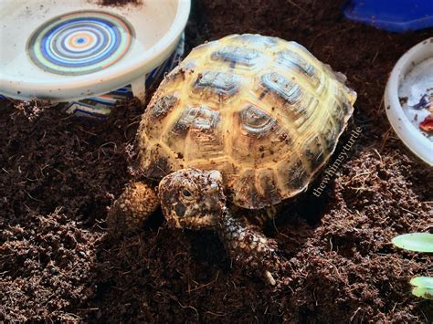 the whimsy turtle — Of course I went on a rampage and flipped my hidey...