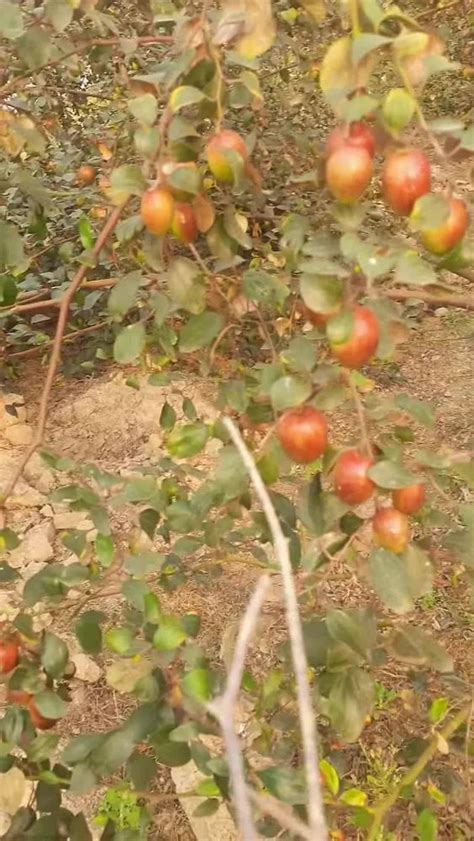 Thai Full Sun Exposure Sundari Apple Ber Plant Red For Garden At