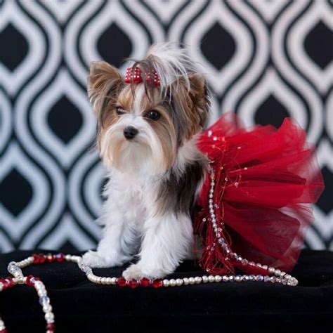 Happy Tutu Tuesday From Teacup Tutu Charm Teacuptutucharm