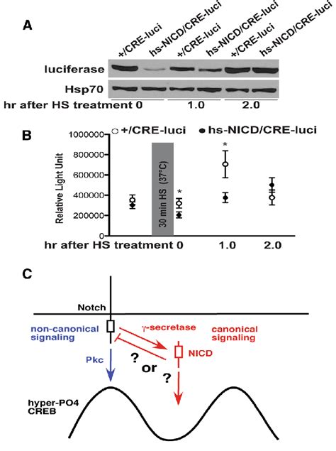 Effect Of Increased Nicd Expression On Creb Activity A Increased