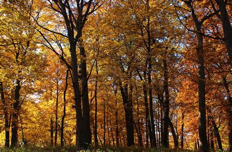 An Autumn Moment Photograph By Rosanne Jordan Fine Art America