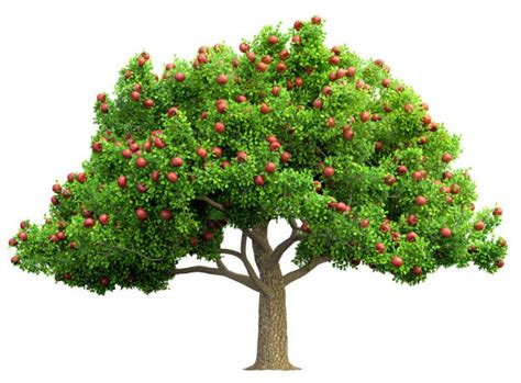 Apple Tree Stock Photos Pictures And Royalty Free Images Istock