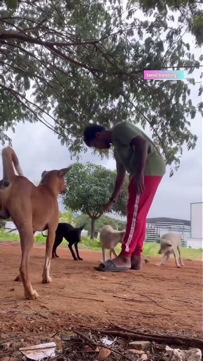 Paal Pachai Pasubadhi Feeds Food To Dogs Paalpachai Djdance Youtube