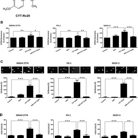 Effect Of ROS Inhibitor NAC On CYT Rx20 Induced ROS Generation And DNA