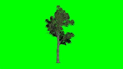 Tree Green Screen American Elm 1 Background Green And Blue Free Green Screen Youtube