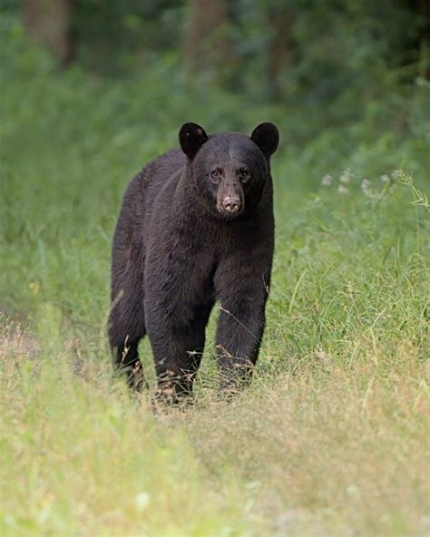 Black Bears Of Eastern North Carolina Ed Erkes Nature Photography