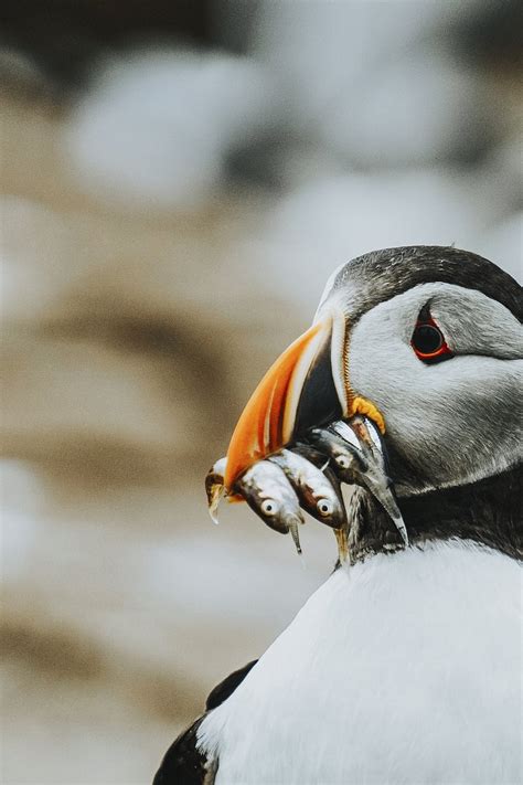 Closeup puffin fish its beak | Premium Photo - rawpixel