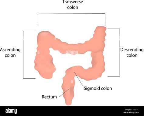 Colon Sigmoïde Banque De Photographies Et Dimages à Haute Résolution