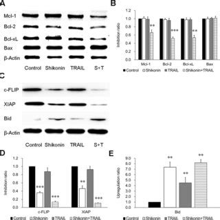 Effects Of Shikonin On Human HaCaT Cell Viability HaCaT Cells Were