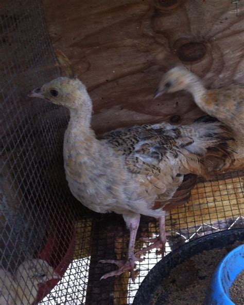 Sexing Peafowl Backyard Chickens Learn How To Raise Chickens