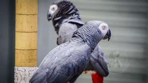 African Grey Parrot Male Or Female Determine Gender Of African Grey