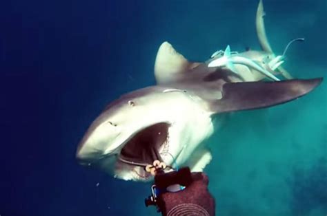 Frightening Video Captures the Exact Moment Bull Shark Attacks Fisherman | Complex