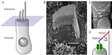 Signal Transmission By Auditory And Vestibular Hair Cells Intechopen