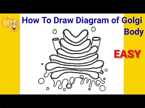 How To Draw A Golgi Apparatus You can always update your selection by ...