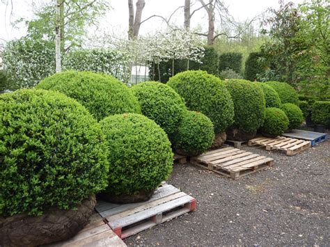 Самшит Живая изгородь (74 фото) - фото - картинки и рисунки: скачать ...