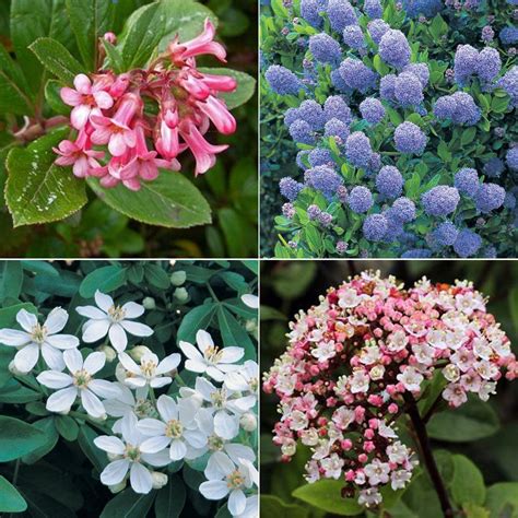 Evergreen Flowering Shrub Collection Shrubs Van Meuwen Evergreen