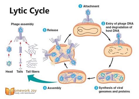 Life Cycle Of A Virus How It Infects The Human Body