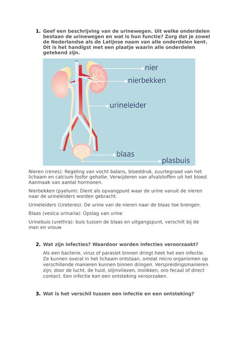 Tutortaak 4 Urineweginfectie Geef Een Beschrijving Van De Urinewegen Uit Welke Onderdelen