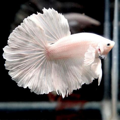 Betta Siamese Fighting Fish Platinum Dumbo Halfmoon Male