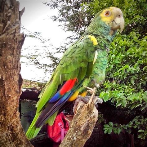 Cota Falconiana Amazona Barbadensis Falcón Venezuela Pappagalli