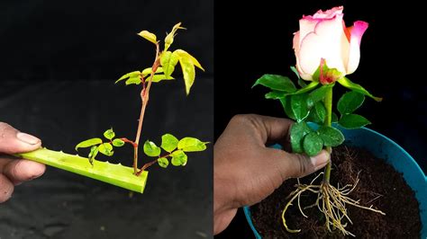 Rose Grow Your Own Roses From Cuttings At Home How To Grow Rose